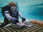 Ứng dụng robot để phục hồi san hô